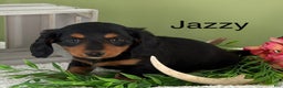 Miniature Dachshund dogs for sale: Jazzy - Ad 1