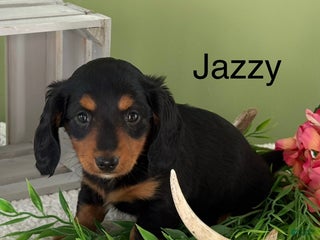 Miniature Dachshund dogs Jazzy - Ad 19