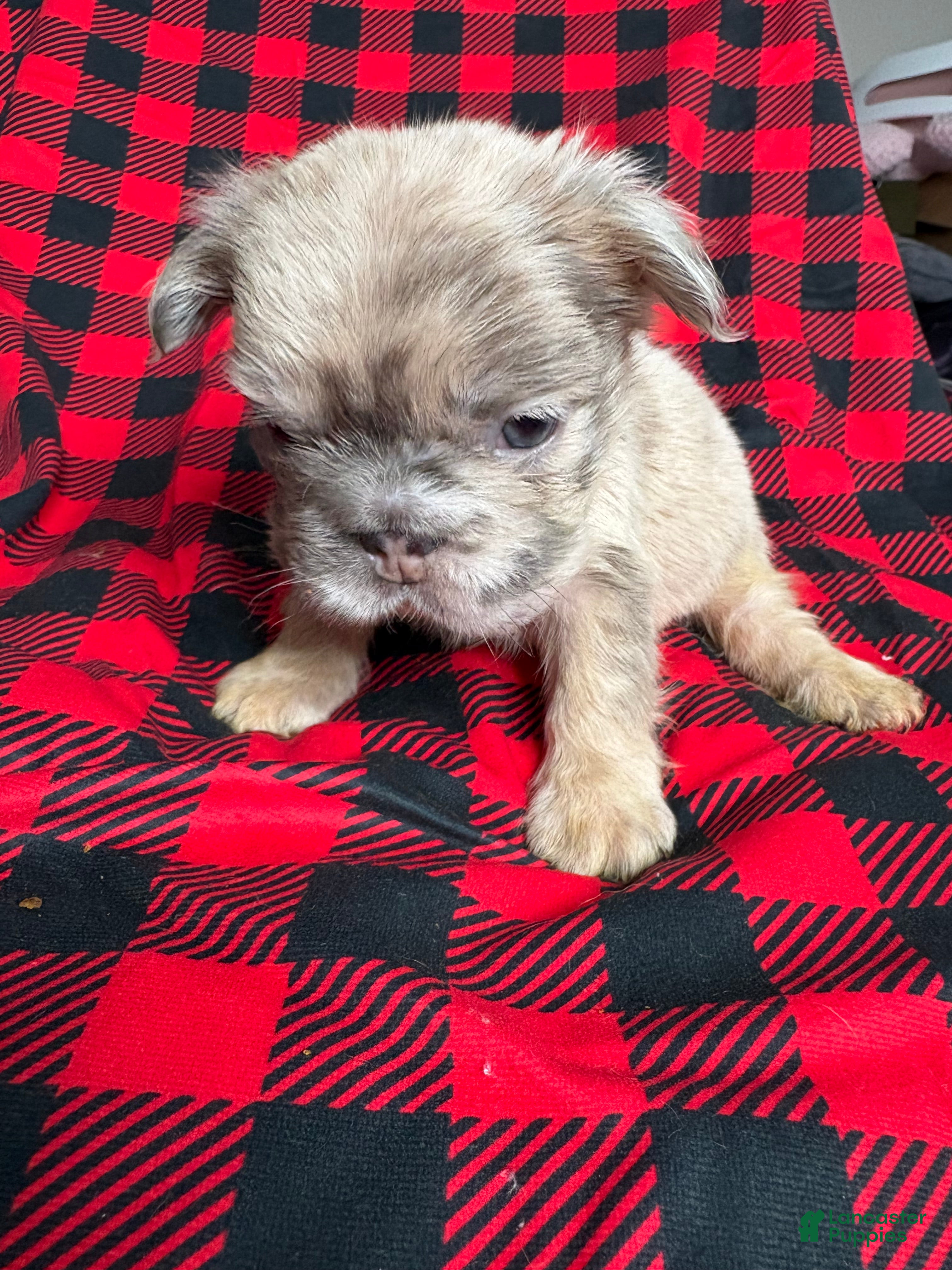 French Bulldog dogs Paris - Ad 32