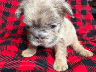 French Bulldog dogs Paris - Ad 39