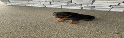 Rottweiler dogs for sale: Rottweiler Puppy 1 - Ad 1