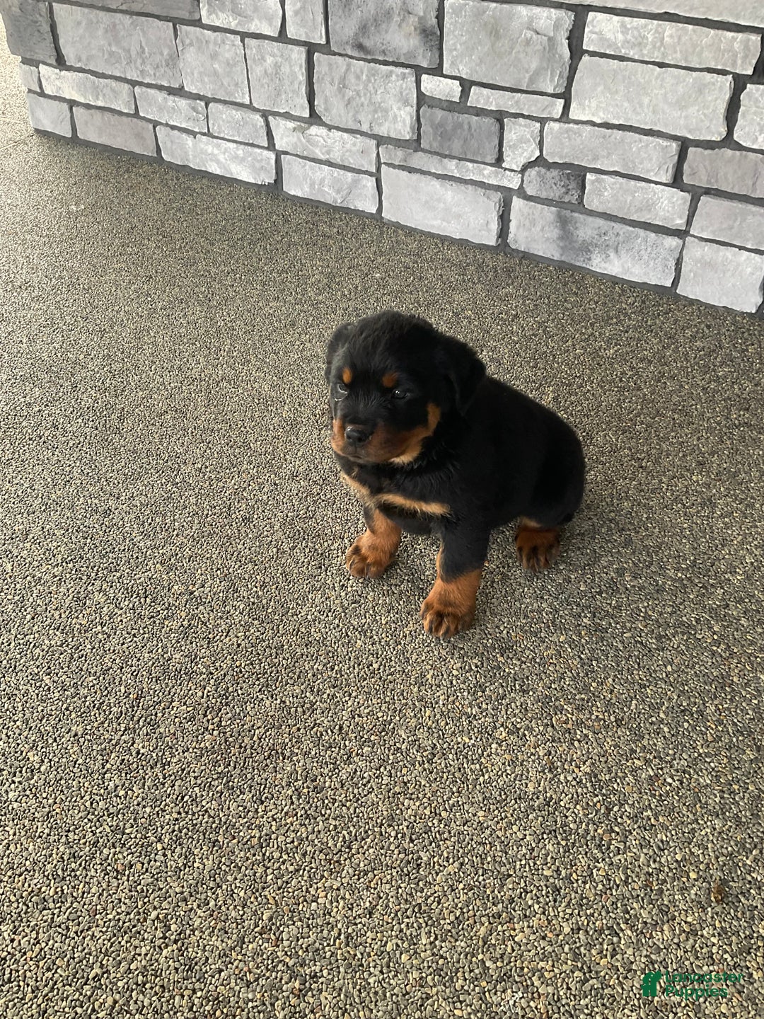 Rottweiler dogs for sale: Rottweiler Puppy 1 - Ad 1