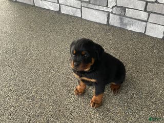 Rottweiler dogs Rottweiler Puppy 1 - Ad 9