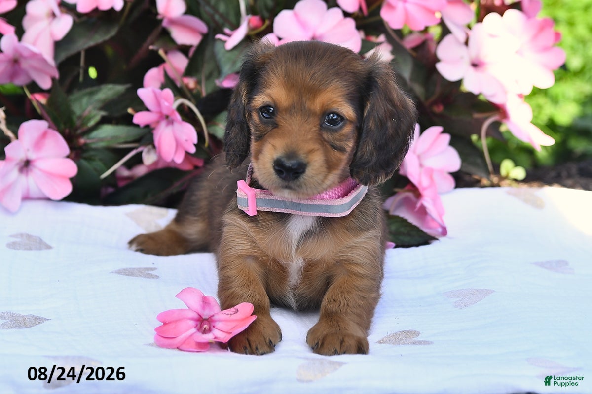 Miniature Dachshund dogs Sarah - Ad 1