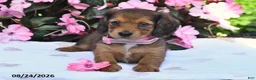 Miniature Dachshund dogs for sale: Sarah - Ad 1