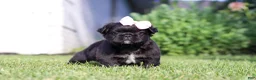 French Bulldog dogs for sale: Regina - Ad 1