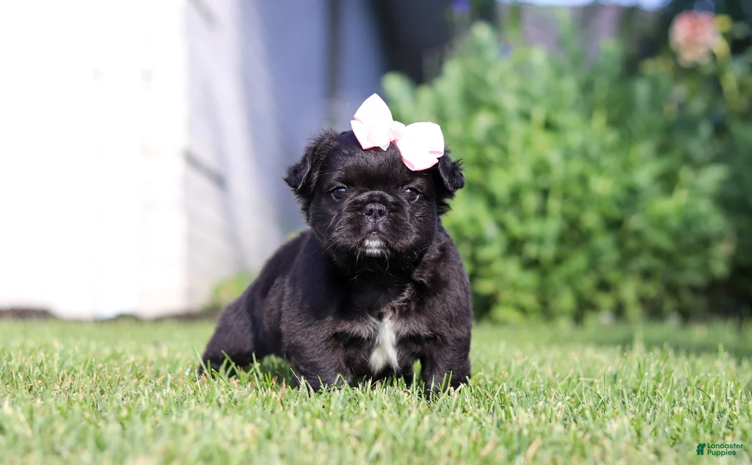 French Bulldog dogs for sale: Regina - Ad 1