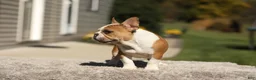 French Bulldog dogs for sale: Oasis – Fawn/White - Ad 5