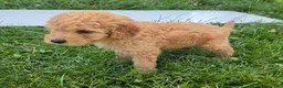 Cavapoo dogs for sale: Pearl - Ad 5
