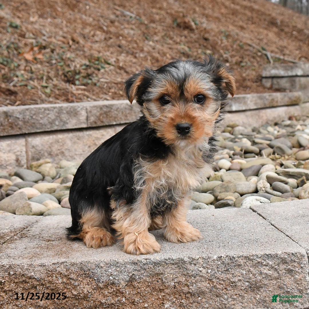 Morkie dogs for sale: Ian - Ad 2