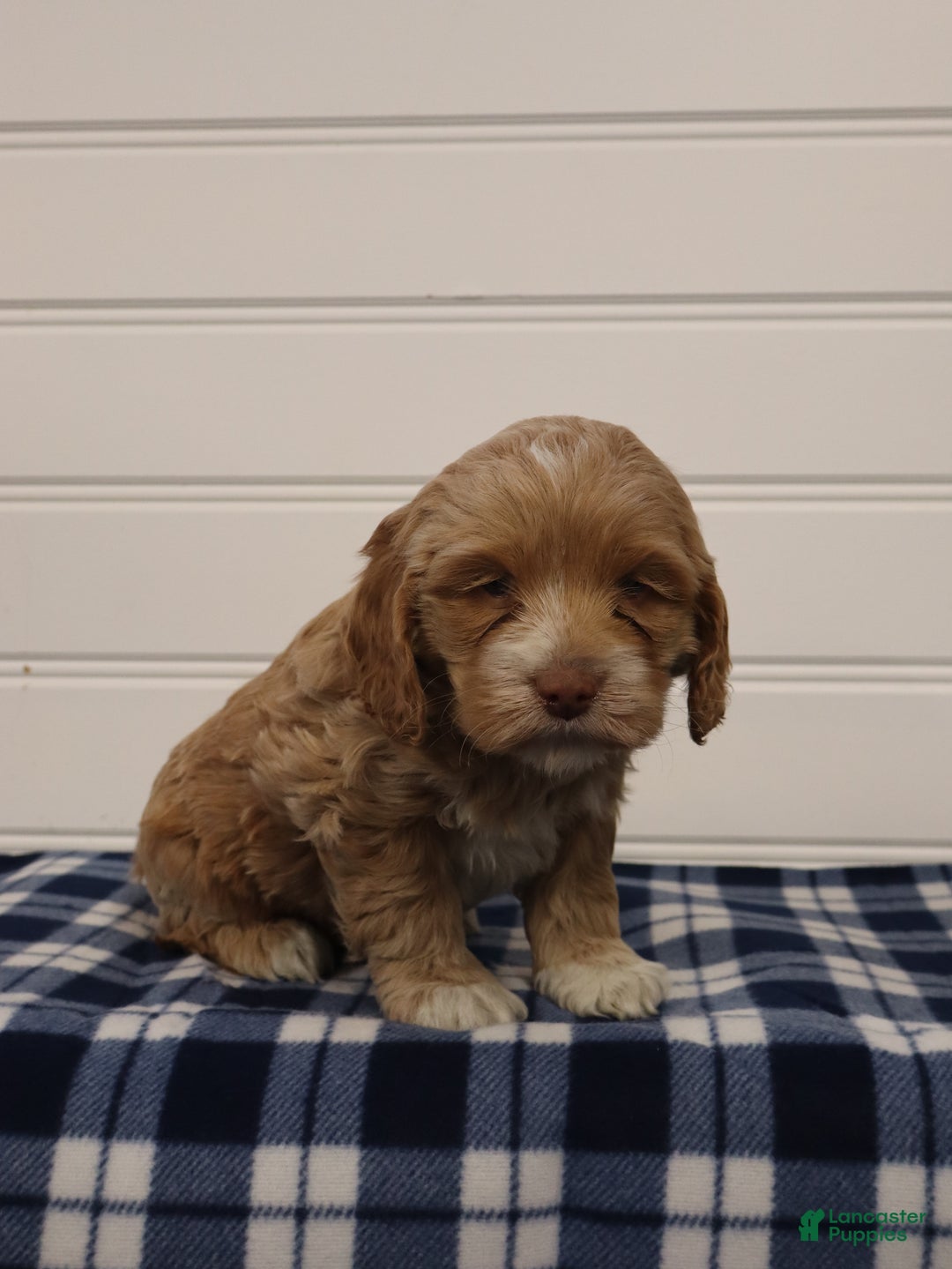 Cockapoo dogs for sale: Cooper - Ad 2
