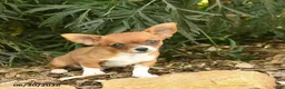 Chihuahua dogs for sale: Rocket  - Ad 2