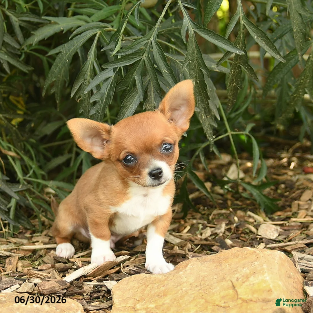 Chihuahua dogs for sale: Rocket  - Ad 2