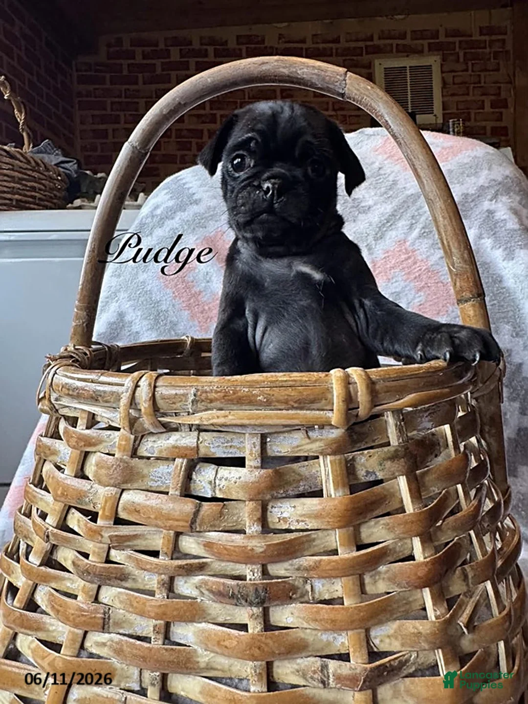 Pug dogs for sale: Pudge - Ad 1