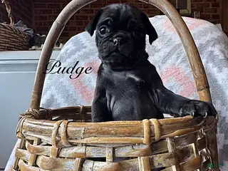 Pug dogs Pudge - Ad 4