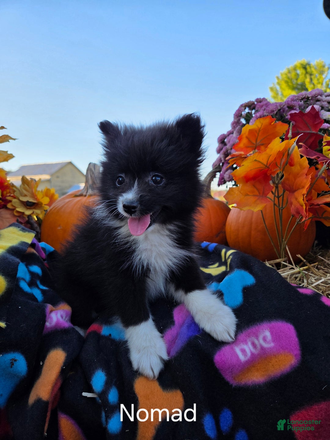 Pomeranian dogs for sale: Nomad - Ad 5