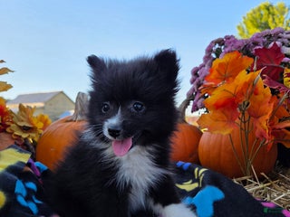 Pomeranian dogs Nomad - Ad 29