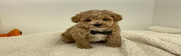 Toy Poodle dogs for sale: Jimmy - Ad 6