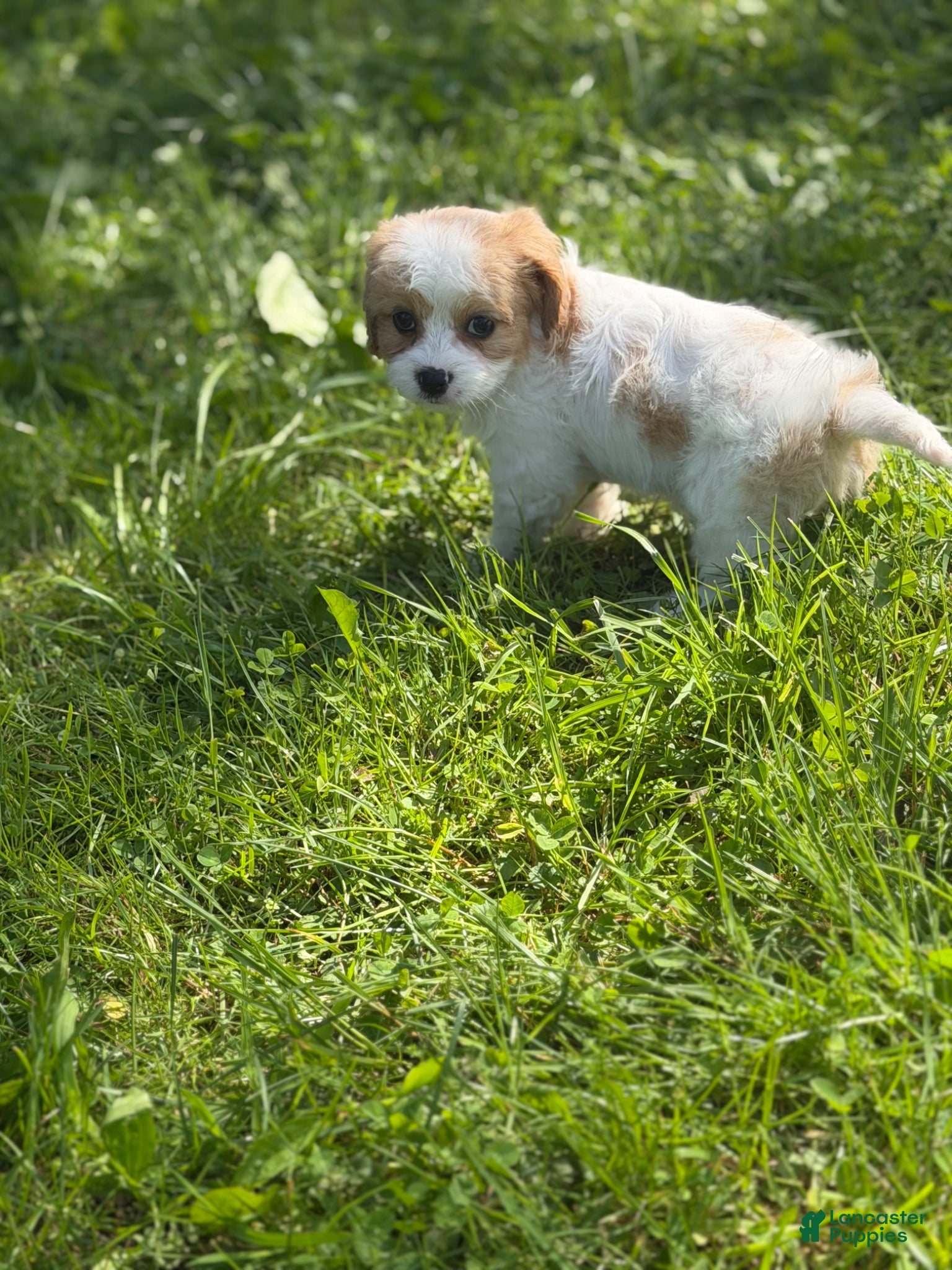 Cavapoo dogs Nutmeg - Ad 1
