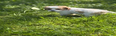 Nutmeg