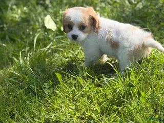 Cavapoo dogs for sale: Nutmeg - Ad 4
