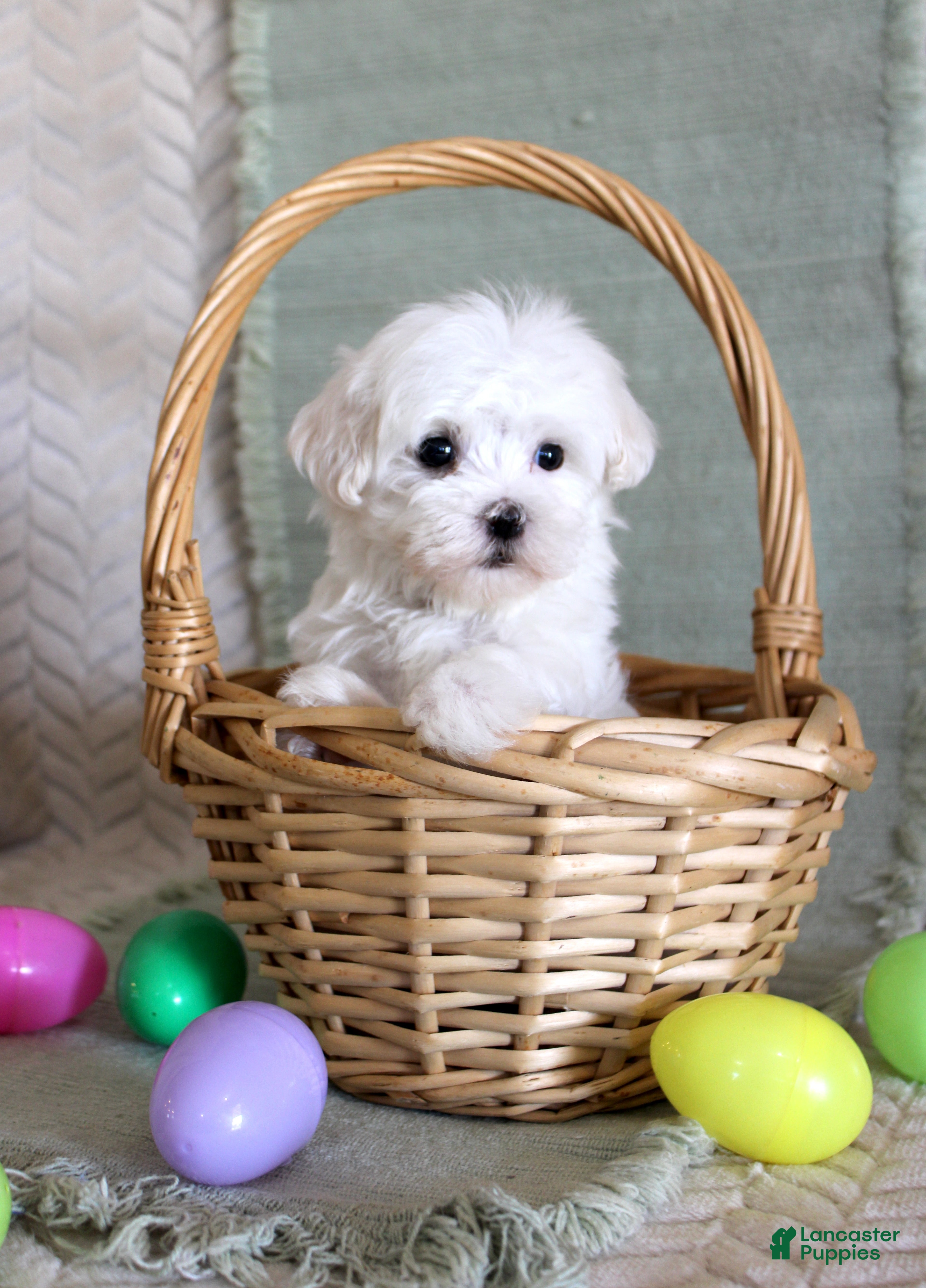 Maltese dogs Scotty - Ad 10