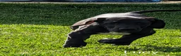 Great Dane dogs for sale: Lucy - Ad 3