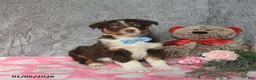 Australian Shepherd dogs for sale: Kip   - Ad 6