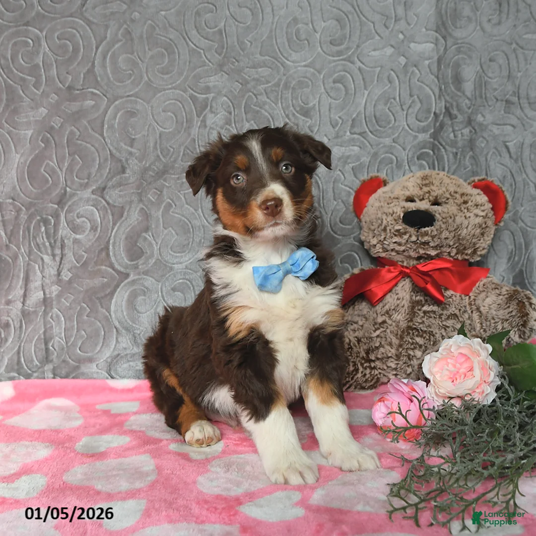Australian Shepherd dogs for sale: Kip   - Ad 6