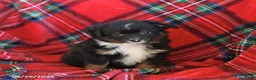 Toy Australian Shepherd dogs for sale: Jimmy - Ad 3