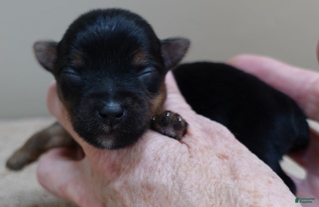 Yorkshire Terrier dogs Fern  - Ad 6