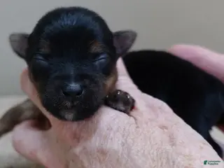 Yorkshire Terrier dogs Fern - Ad 6