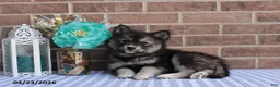 Pomsky dogs for sale: Patrick - Ad 4