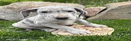 Great Dane dogs for sale: Truly - Ad 1