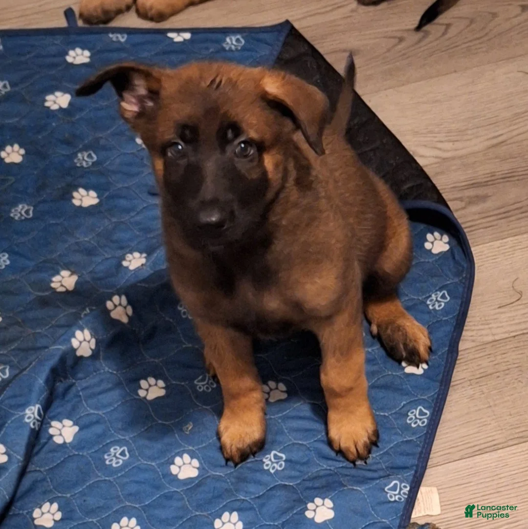 Mixed Breed dogs for sale: Mixed Breed Puppy 4 - Ad 1