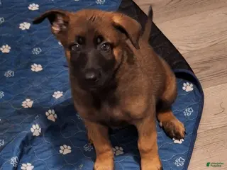 Mixed Breed dogs Mixed Breed Puppy 4 - Ad 4