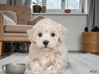 Maltipoo dogs rocky - Ad 3