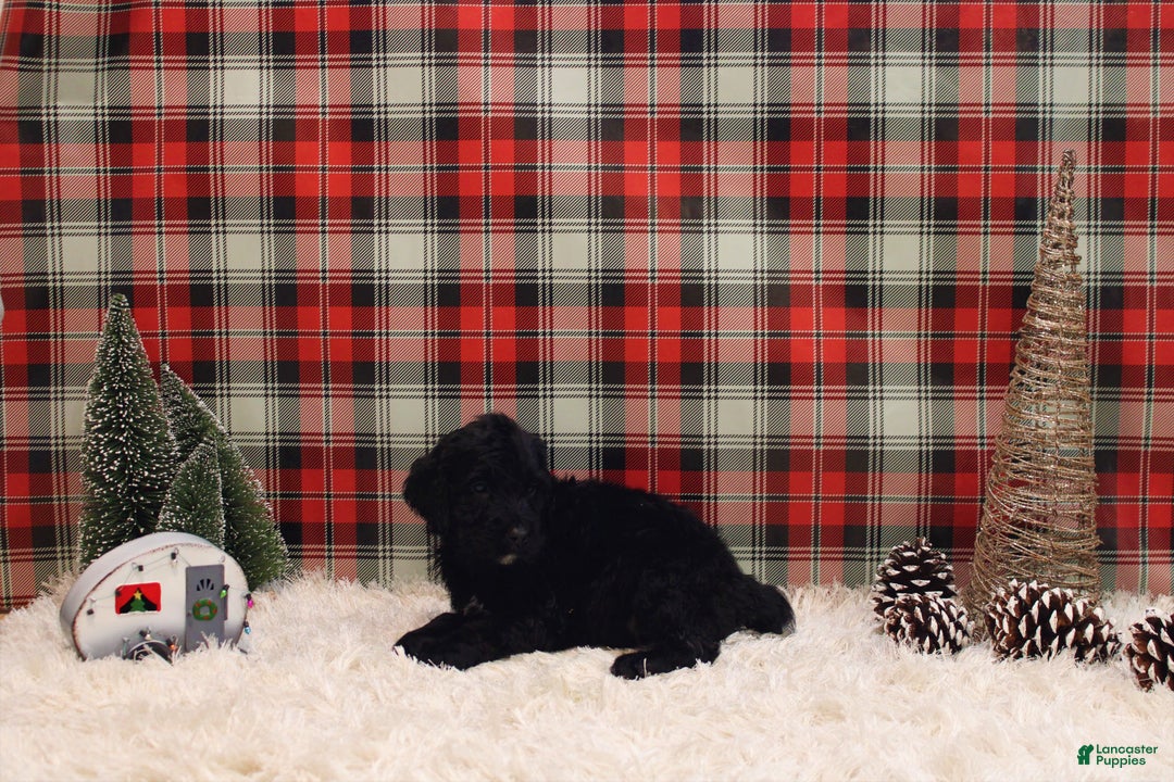 Mixed Breed dogs for sale: Benelli  - Ad 2