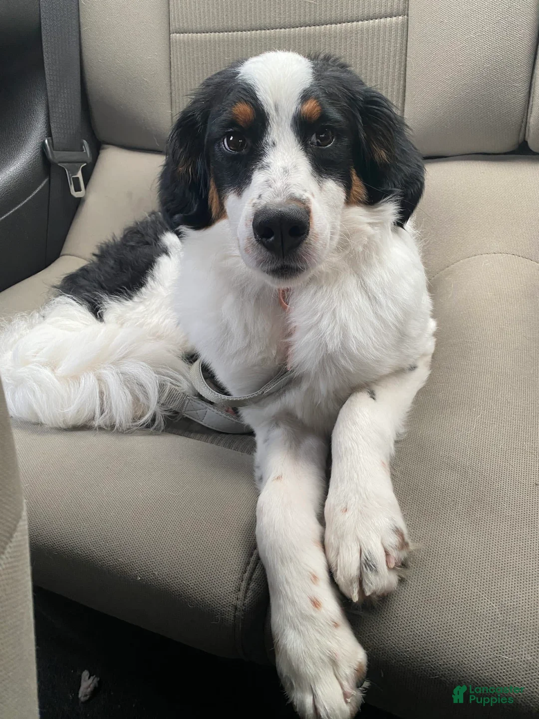 Gallery Image {{count}}