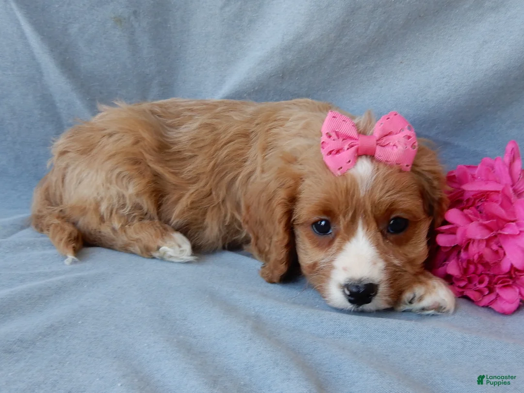 Cavapoo dogs for sale: Taylor - Ad 4