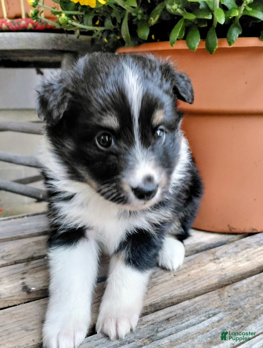 Mixed Breed dogs for sale: Snickers - Ad 1