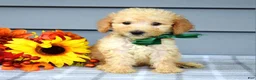 Goldendoodle dogs for sale: Oliver - Ad 5