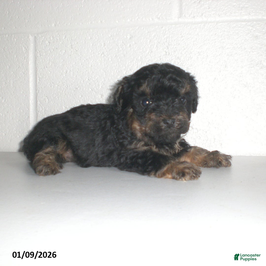 Yorkiepoo dogs for sale: Abby - Ad 22