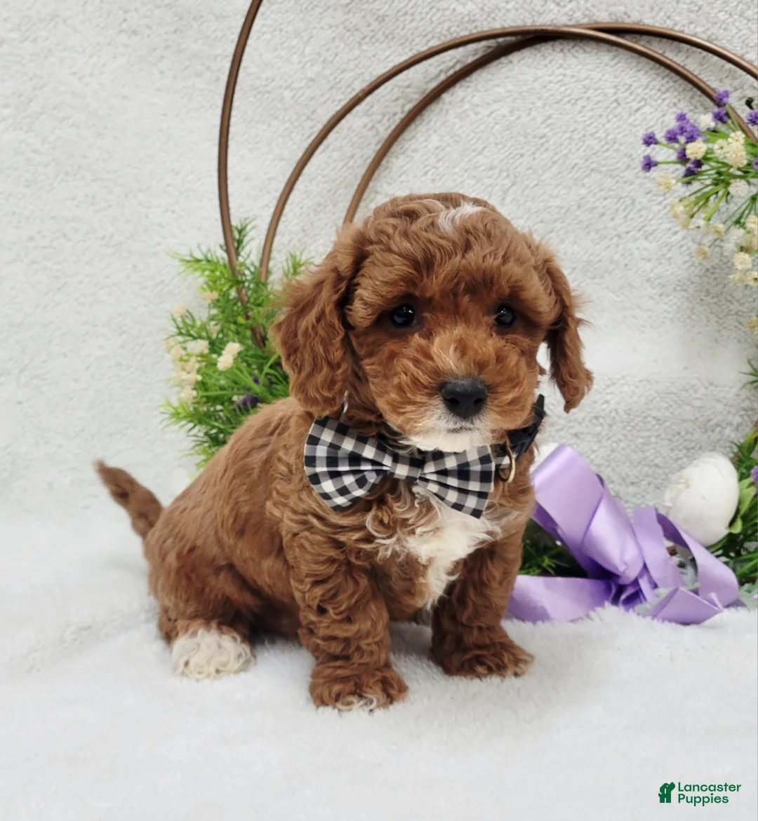 Maltipoo dogs for sale: Bentley  - Ad 12