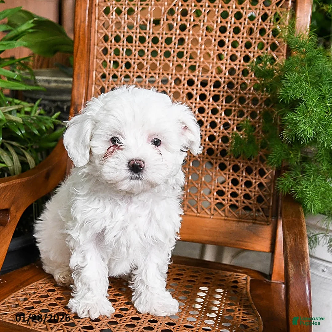 Maltipoo dogs for sale: Khloe - Ad 1