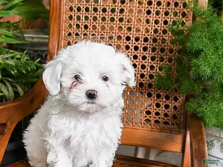 Maltipoo dogs for sale: Khloe - Ad 1
