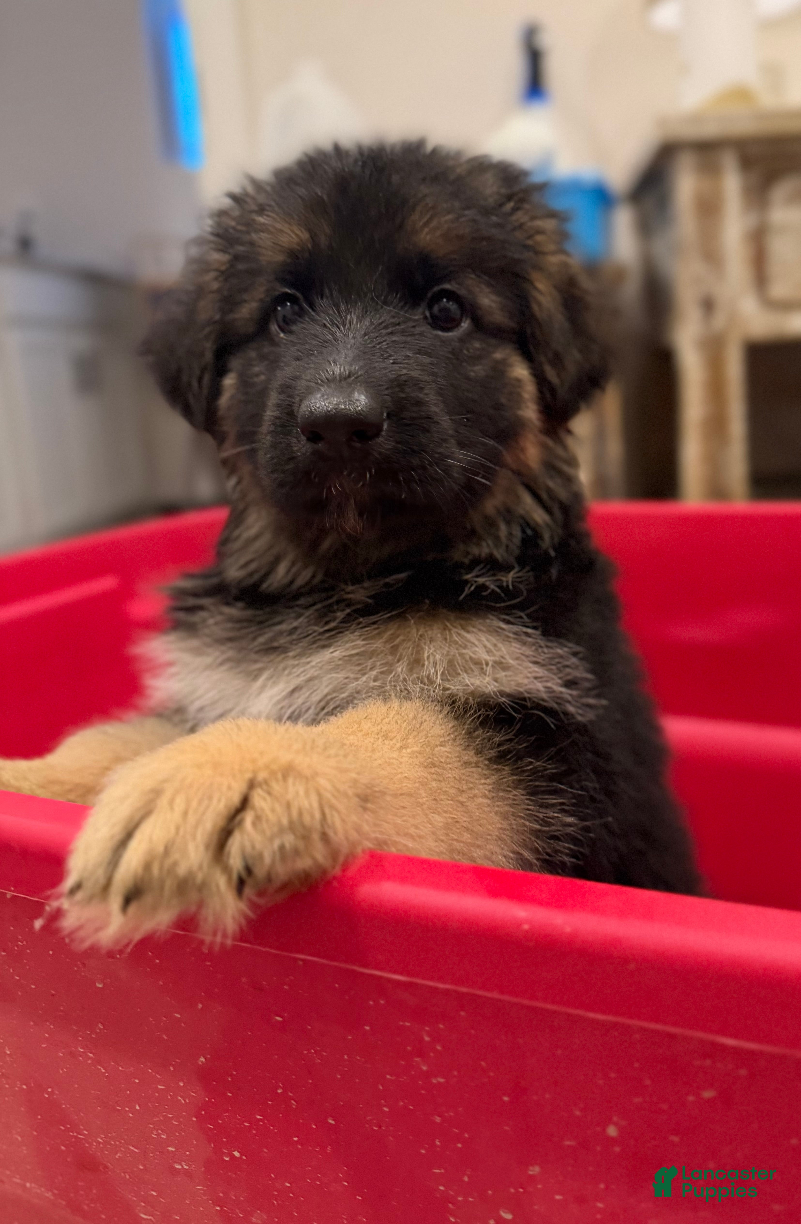German Shepherd dogs Sunflower  - Ad 2