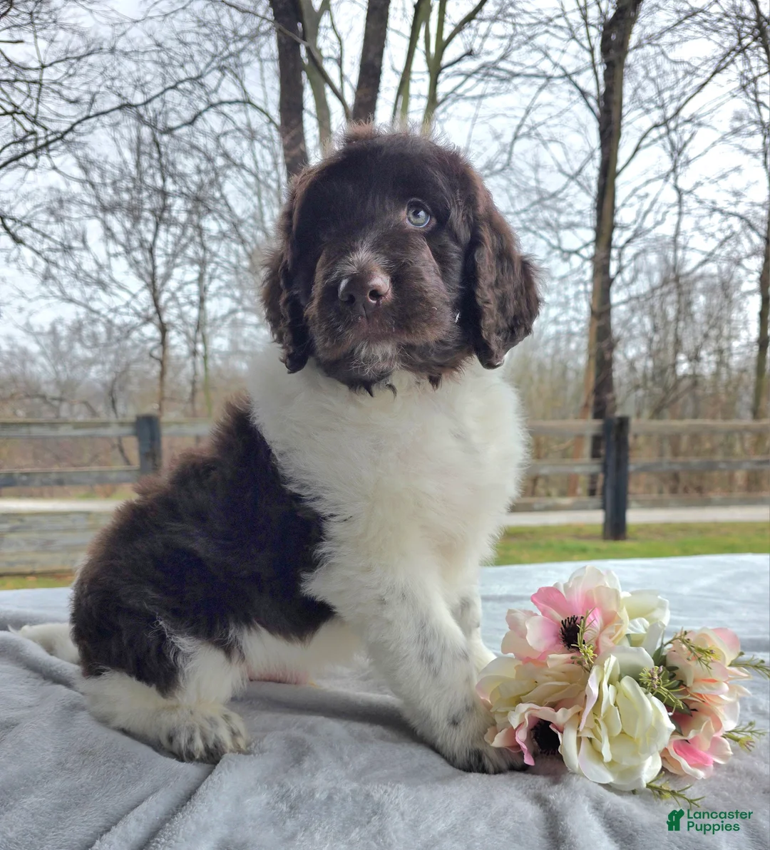 Newfypoo dogs for sale: Cash  - Ad 2