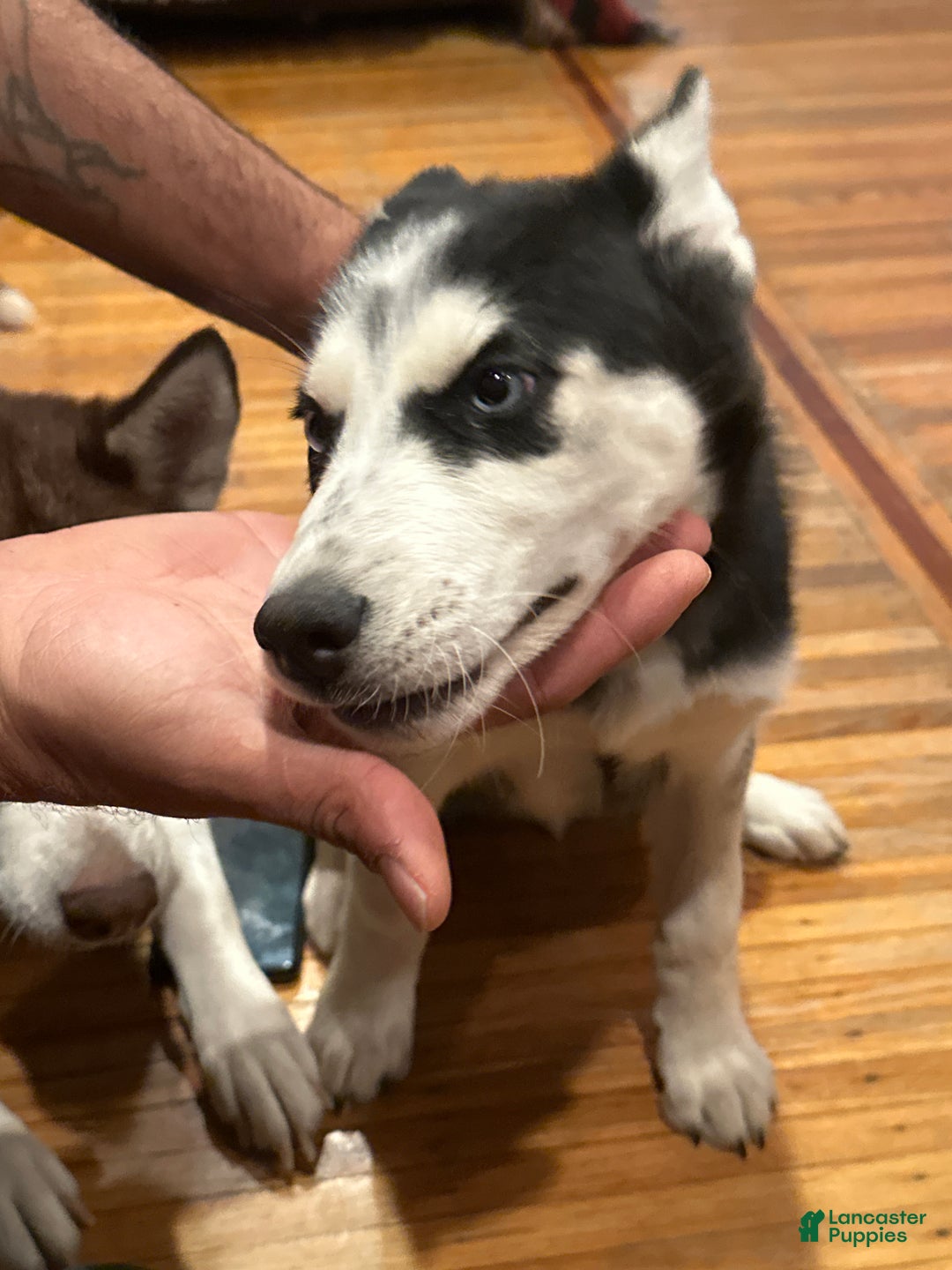 Siberian Husky dogs for sale: Siberian Husky Puppy 1 - Ad 1