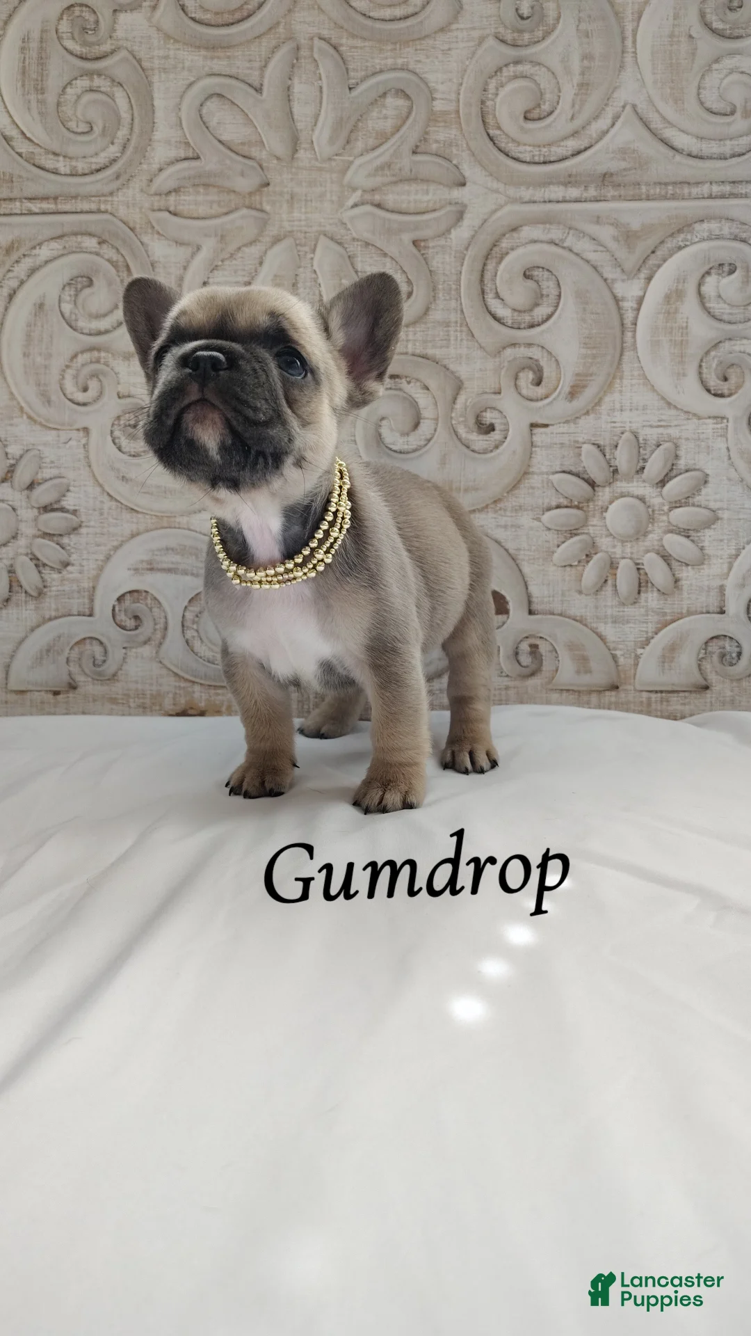 French Bulldog dogs for sale: Gumdrop  - Ad 2